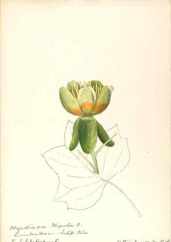 Reproducción/Reproduction 48788098476: [Water-color sketches of plants of North America and Europe]. . 