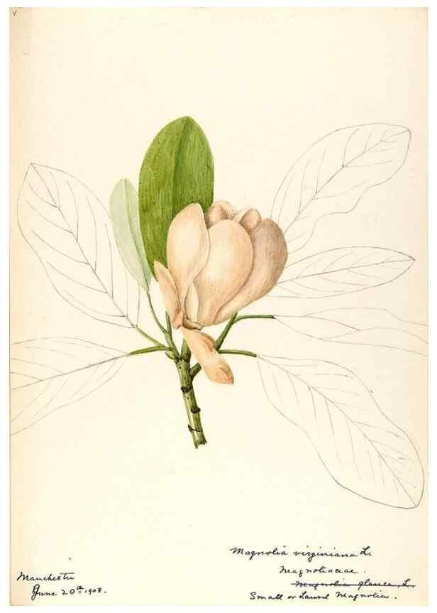Reproducción/Reproduction 48788243997: [Water-color sketches of plants of North America and Europe]. . 