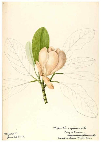 Reproducción/Reproduction 48788243997: [Water-color sketches of plants of North America and Europe]. . 