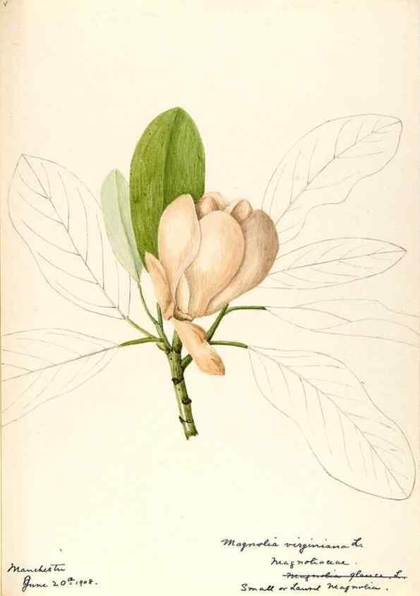 Reproducción/Reproduction 48788243997: [Water-color sketches of plants of North America and Europe]. . 