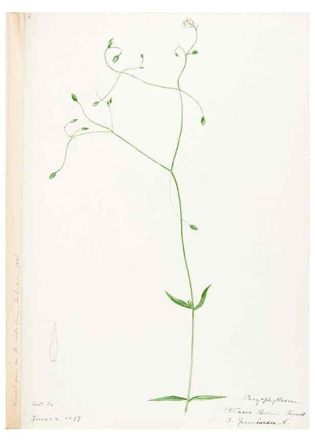 Reproducción/Reproduction 48788144447: [Water-color sketches of plants of North America and Europe]. . 