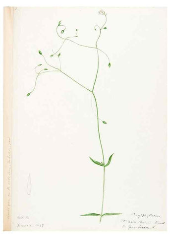 Reproducción/Reproduction 48788144447: [Water-color sketches of plants of North America and Europe]. . 