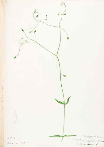 Reproducción/Reproduction 48788144447: [Water-color sketches of plants of North America and Europe]. . 