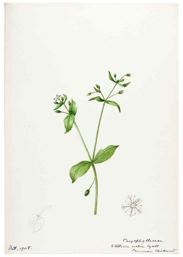 Reproducción/Reproduction 48788144752: [Water-color sketches of plants of North America and Europe]. . 