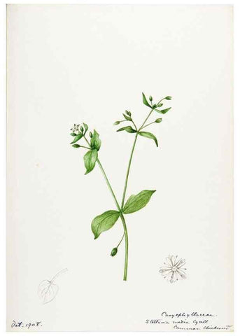 Reproducción/Reproduction 48788144752: [Water-color sketches of plants of North America and Europe]. . 