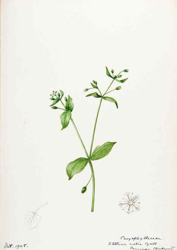 Reproducción/Reproduction 48788144752: [Water-color sketches of plants of North America and Europe]. . 