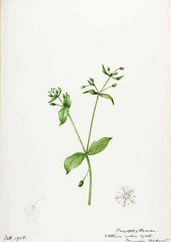 Reproducción/Reproduction 48788144752: [Water-color sketches of plants of North America and Europe]. . 