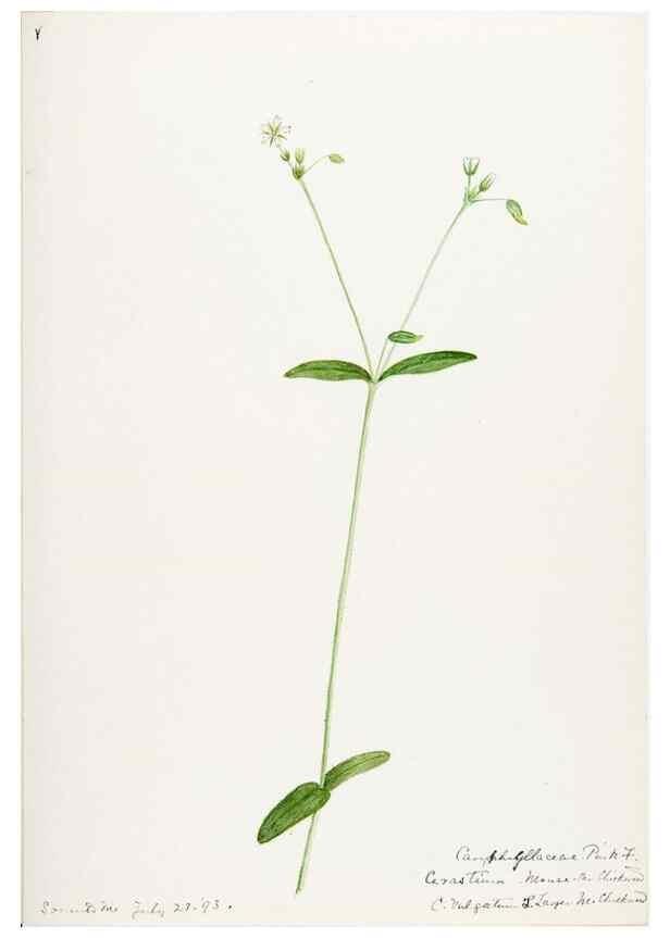 Reproducción/Reproduction 48787996426: [Water-color sketches of plants of North America and Europe]. . 
