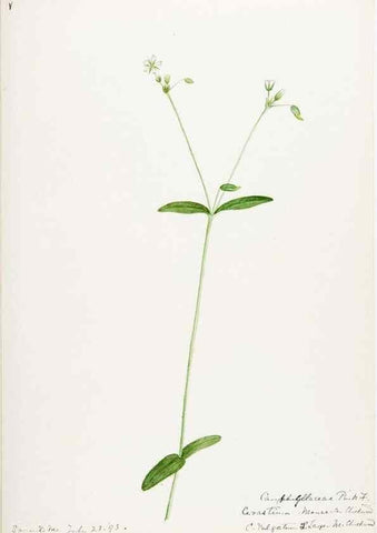 Reproducción/Reproduction 48787996426: [Water-color sketches of plants of North America and Europe]. . 