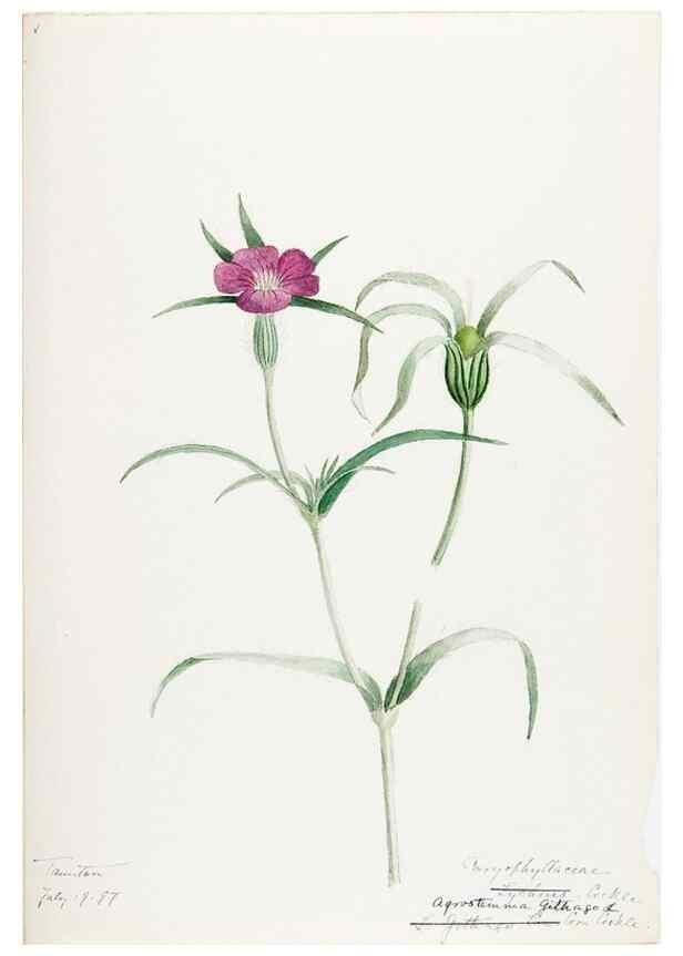 Reproducción/Reproduction 48787634398: [Water-color sketches of plants of North America and Europe]. . 