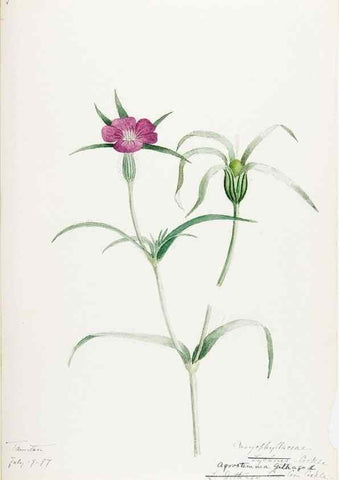 Reproducción/Reproduction 48787634398: [Water-color sketches of plants of North America and Europe]. . 