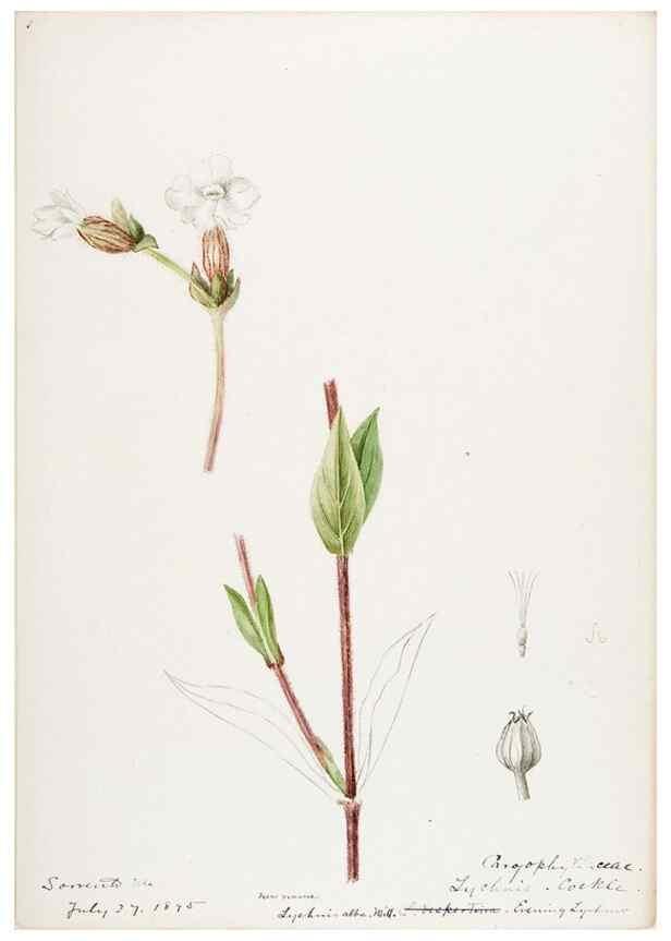 Reproducción/Reproduction 48788145822: [Water-color sketches of plants of North America and Europe]. . 