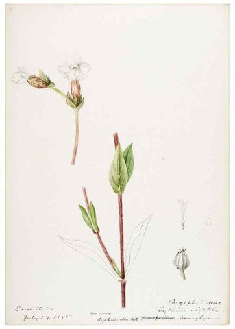 Reproducción/Reproduction 48788145822: [Water-color sketches of plants of North America and Europe]. . 