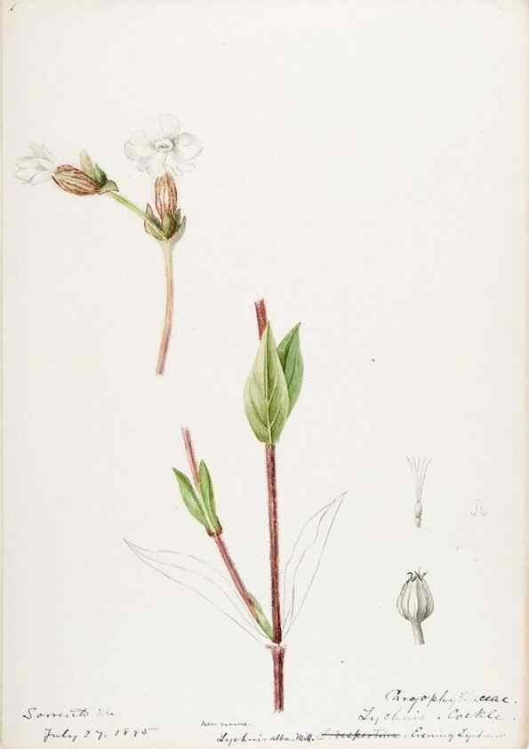 Reproducción/Reproduction 48788145822: [Water-color sketches of plants of North America and Europe]. . 