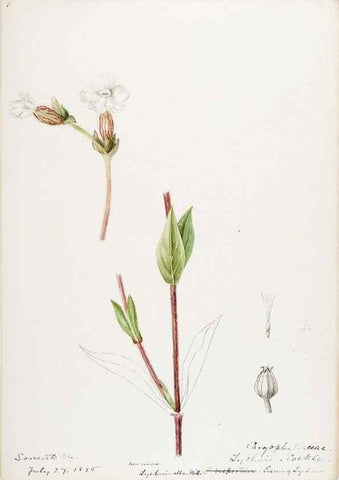 Reproducción/Reproduction 48788145822: [Water-color sketches of plants of North America and Europe]. . 