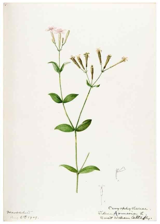Reproducción/Reproduction 48787997566: [Water-color sketches of plants of North America and Europe]. . 