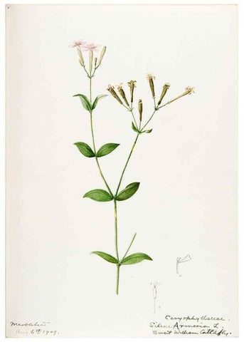 Reproducción/Reproduction 48787997566: [Water-color sketches of plants of North America and Europe]. . 