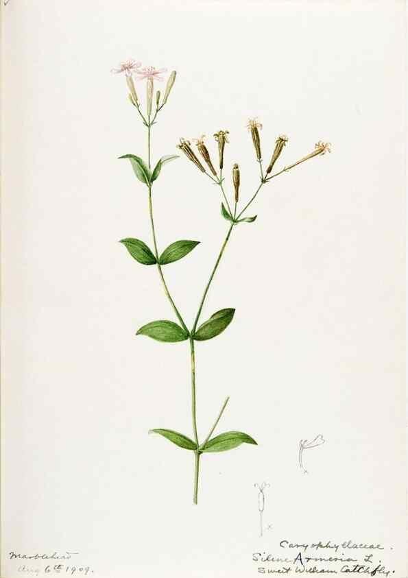 Reproducción/Reproduction 48787997566: [Water-color sketches of plants of North America and Europe]. . 
