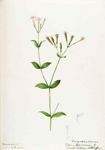 Reproducción/Reproduction 48787997566: [Water-color sketches of plants of North America and Europe]. . 