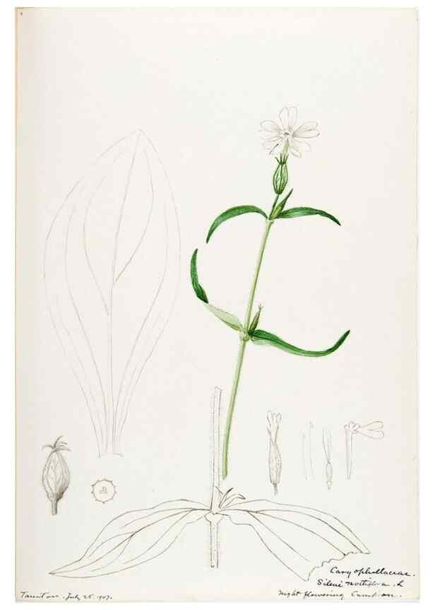 Reproducción/Reproduction 48788146497: [Water-color sketches of plants of North America and Europe]. . 