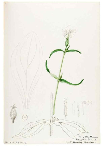 Reproducción/Reproduction 48788146497: [Water-color sketches of plants of North America and Europe]. . 
