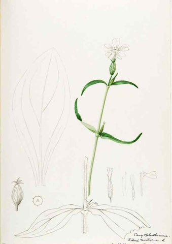 Reproducción/Reproduction 48788146497: [Water-color sketches of plants of North America and Europe]. . 
