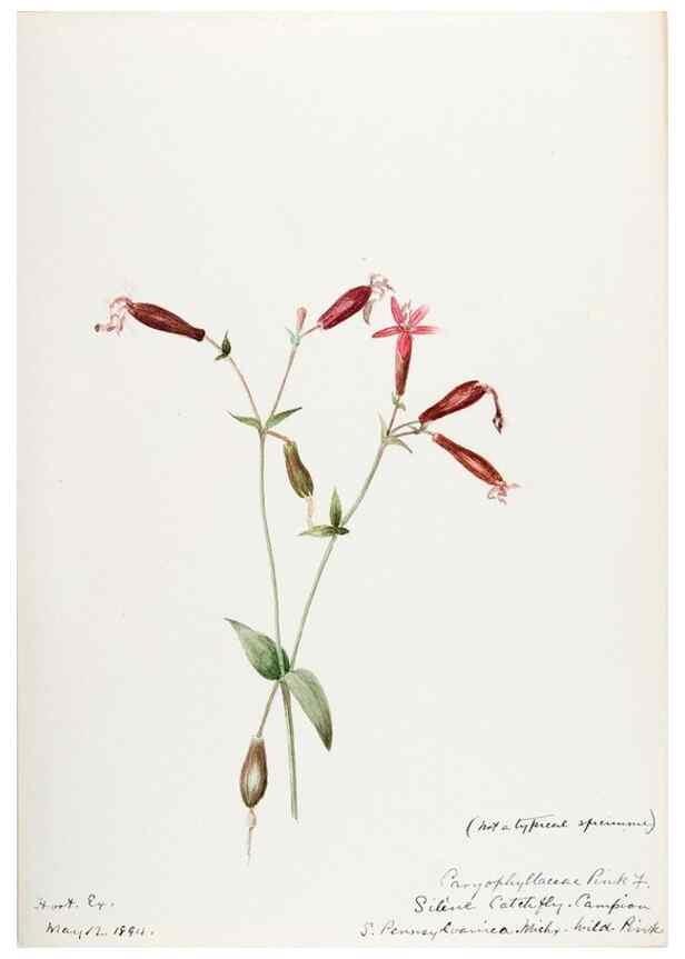 Reproducción/Reproduction 48788146992: [Water-color sketches of plants of North America and Europe]. . 