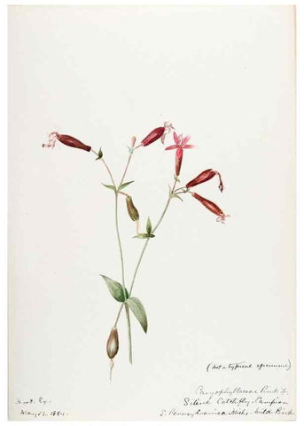 Reproducción/Reproduction 48788146992: [Water-color sketches of plants of North America and Europe]. . 