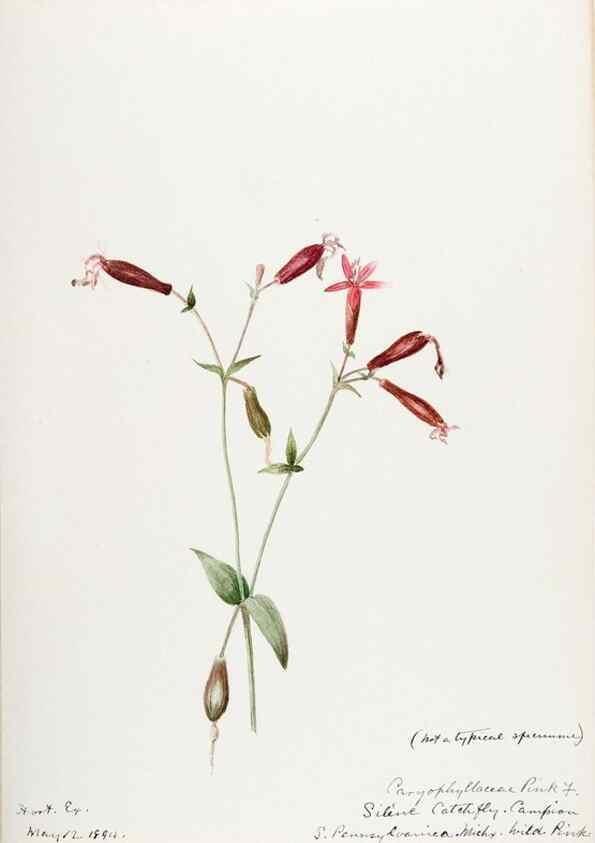 Reproducción/Reproduction 48788146992: [Water-color sketches of plants of North America and Europe]. . 