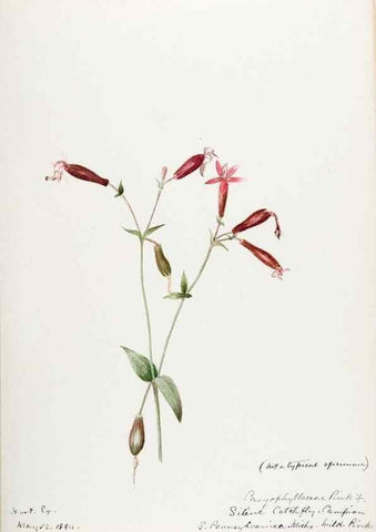 Reproducción/Reproduction 48788146992: [Water-color sketches of plants of North America and Europe]. . 