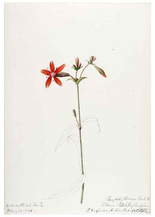 Reproducción/Reproduction 48787998766: [Water-color sketches of plants of North America and Europe]. . 