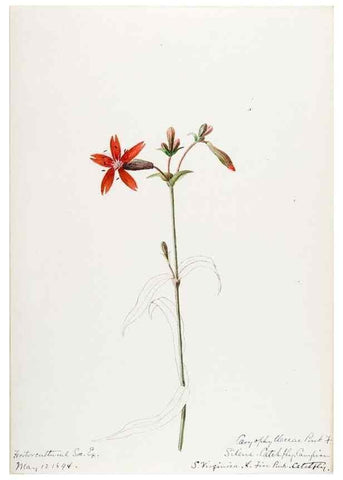 Reproducción/Reproduction 48787998766: [Water-color sketches of plants of North America and Europe]. . 