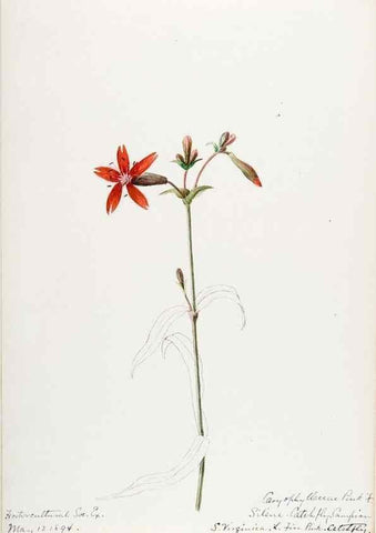 Reproducción/Reproduction 48787998766: [Water-color sketches of plants of North America and Europe]. . 