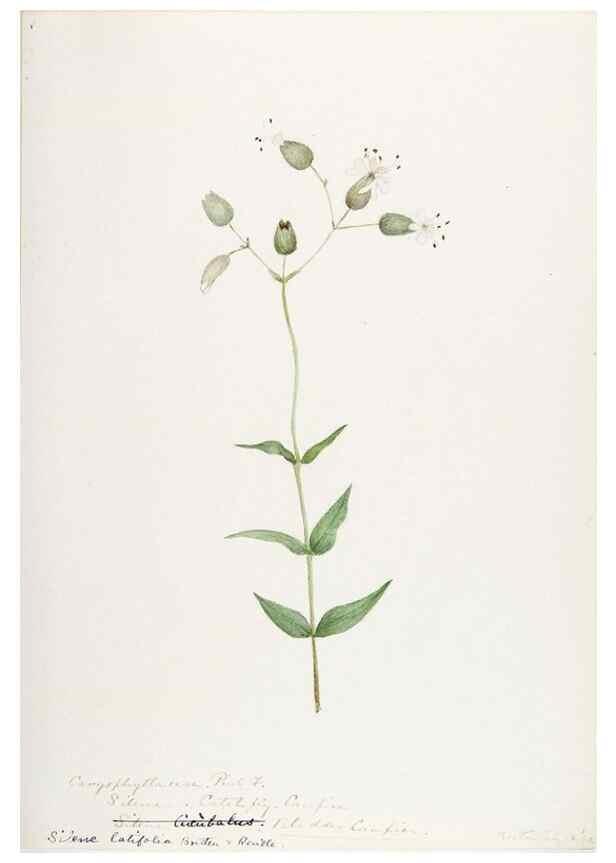 Reproducción/Reproduction 48788147772: [Water-color sketches of plants of North America and Europe]. . 