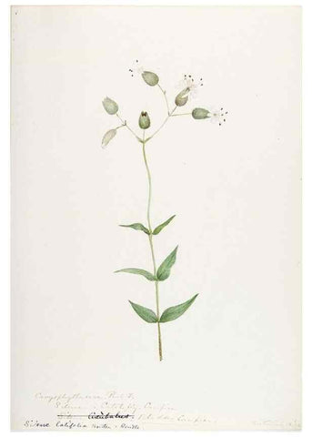 Reproducción/Reproduction 48788147772: [Water-color sketches of plants of North America and Europe]. . 