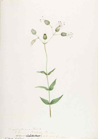 Reproducción/Reproduction 48788147772: [Water-color sketches of plants of North America and Europe]. . 