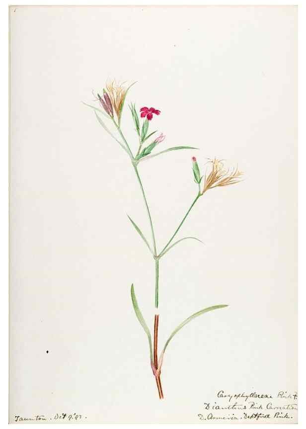 Reproducción/Reproduction 48787637173: [Water-color sketches of plants of North America and Europe]. . 
