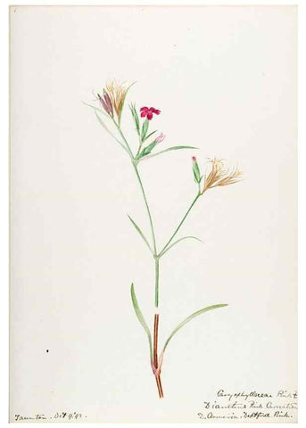Reproducción/Reproduction 48787637173: [Water-color sketches of plants of North America and Europe]. . 