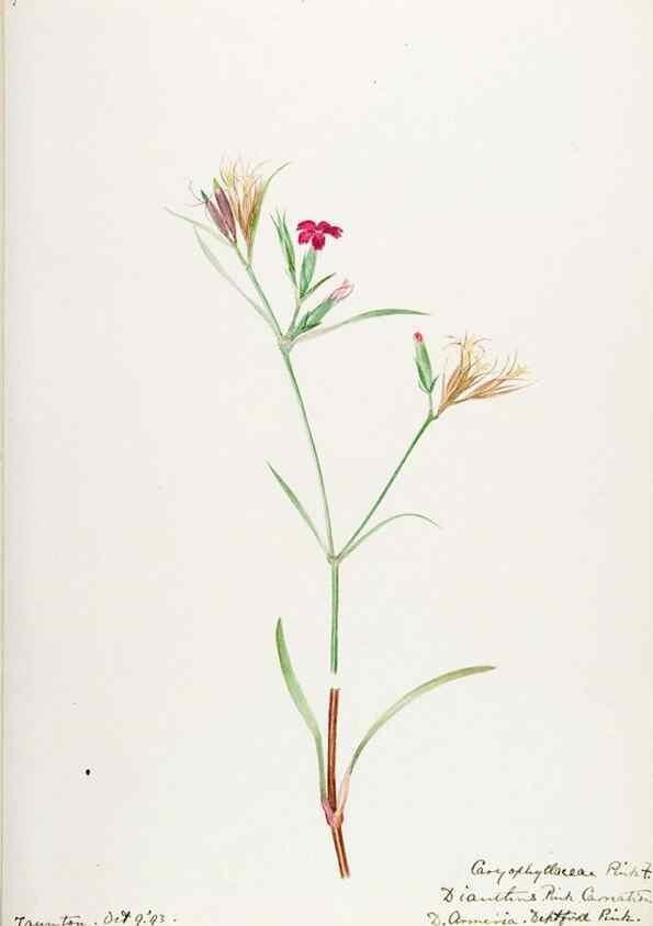 Reproducción/Reproduction 48787637173: [Water-color sketches of plants of North America and Europe]. . 