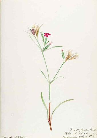 Reproducción/Reproduction 48787637173: [Water-color sketches of plants of North America and Europe]. . 