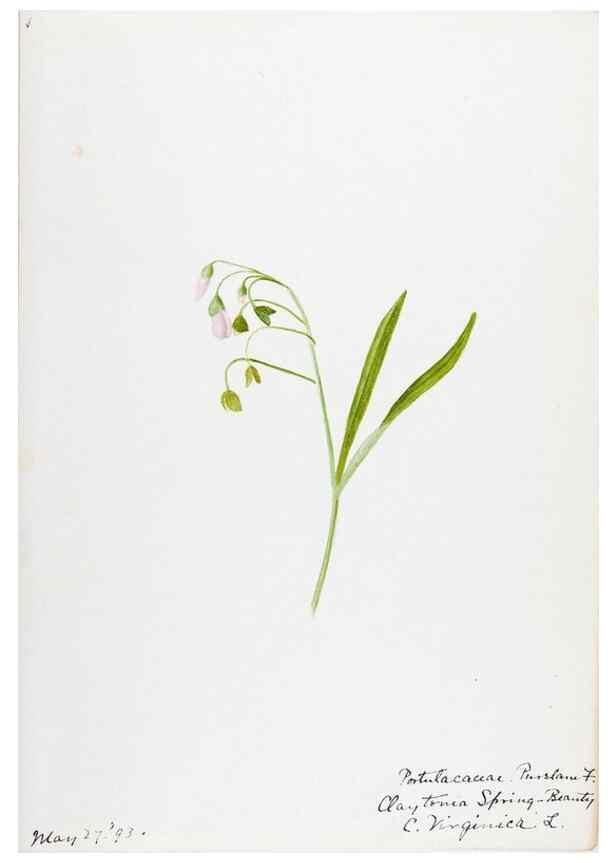 Reproducción/Reproduction 48788000011: [Water-color sketches of plants of North America and Europe]. . 