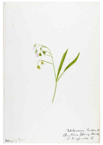 Reproducción/Reproduction 48788000011: [Water-color sketches of plants of North America and Europe]. . 