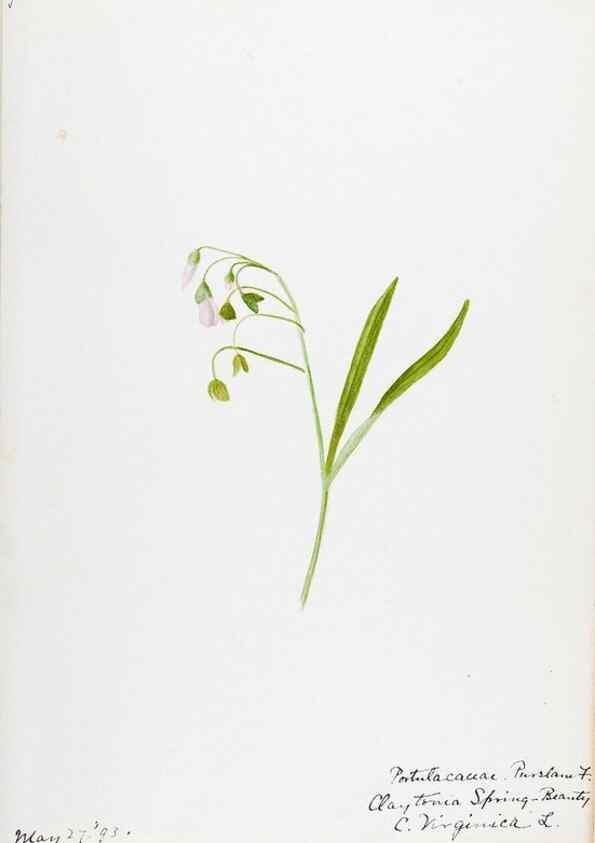 Reproducción/Reproduction 48788000011: [Water-color sketches of plants of North America and Europe]. . 