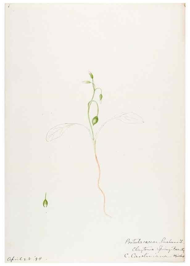 Reproducción/Reproduction 48787637978: [Water-color sketches of plants of North America and Europe]. . 