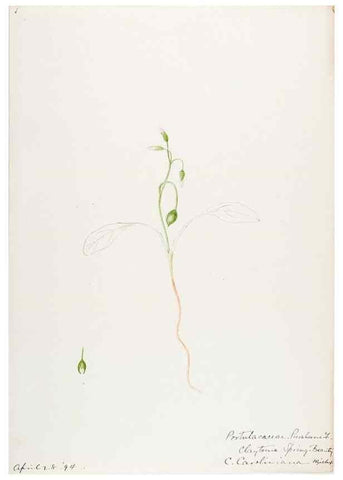 Reproducción/Reproduction 48787637978: [Water-color sketches of plants of North America and Europe]. . 