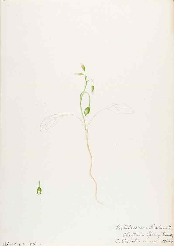 Reproducción/Reproduction 48787637978: [Water-color sketches of plants of North America and Europe]. . 