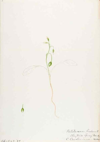 Reproducción/Reproduction 48787637978: [Water-color sketches of plants of North America and Europe]. . 