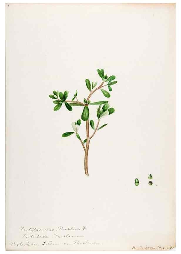 Reproducción/Reproduction 48788000776: [Water-color sketches of plants of North America and Europe]. . 
