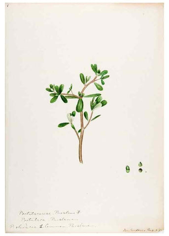 Reproducción/Reproduction 48788000776: [Water-color sketches of plants of North America and Europe]. . 