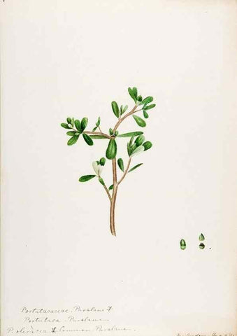 Reproducción/Reproduction 48788000776: [Water-color sketches of plants of North America and Europe]. . 